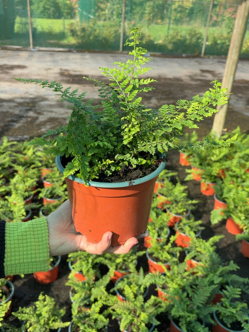 Dryopteris Filix- Mas 2 Litre Pot