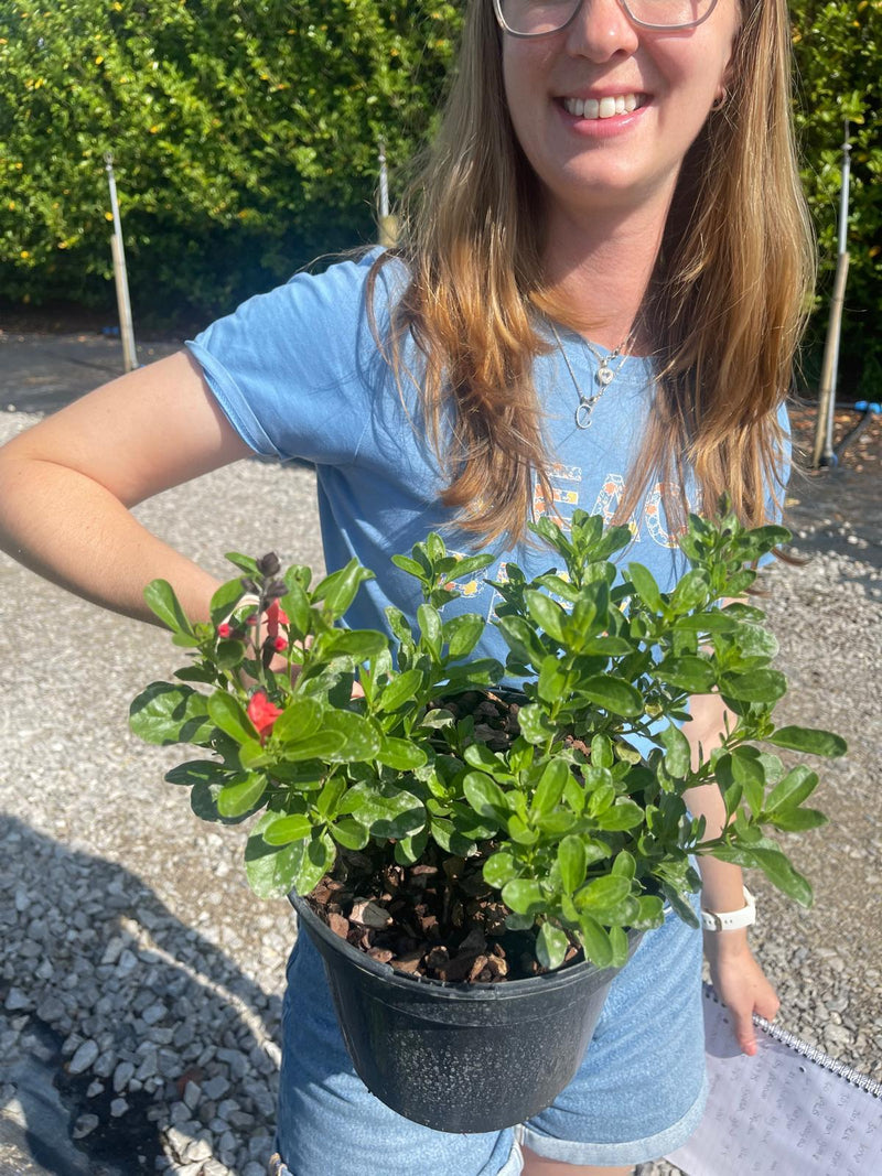 Salvia Jamensis Magical Amour 3 Litre Pot