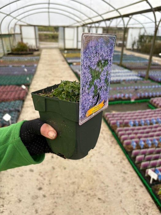 Campanula garganica Major 11cm Pot