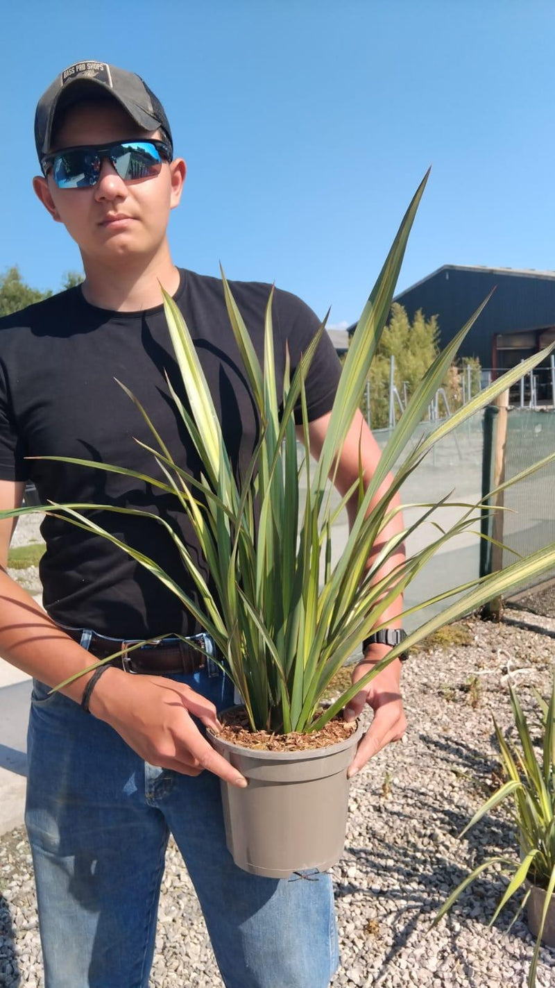 Phormium Apricot Queen 3 Litre Pot