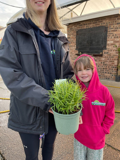 Lavender Angustifolia Hidcote 2 Litre Pot