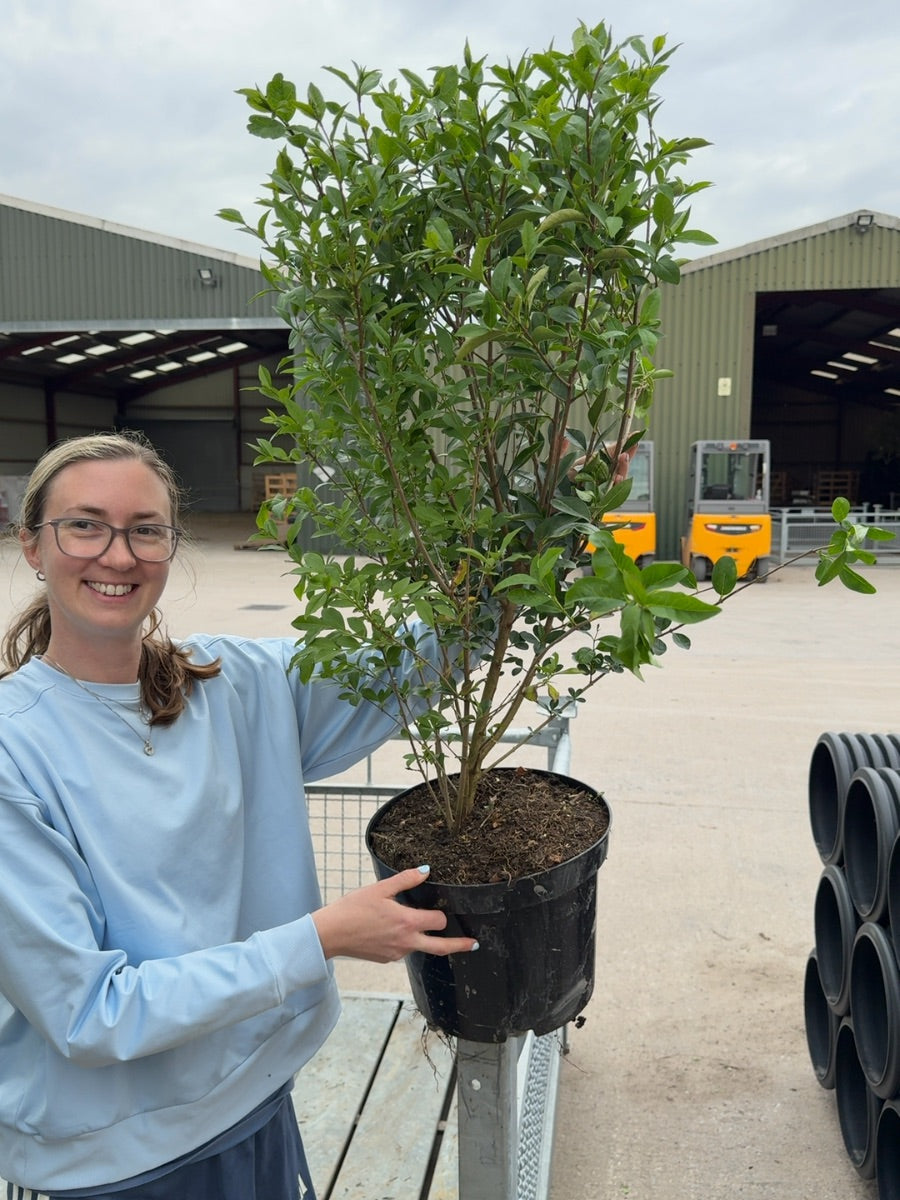 Green Privet 7.5 Litre 60-80cm
