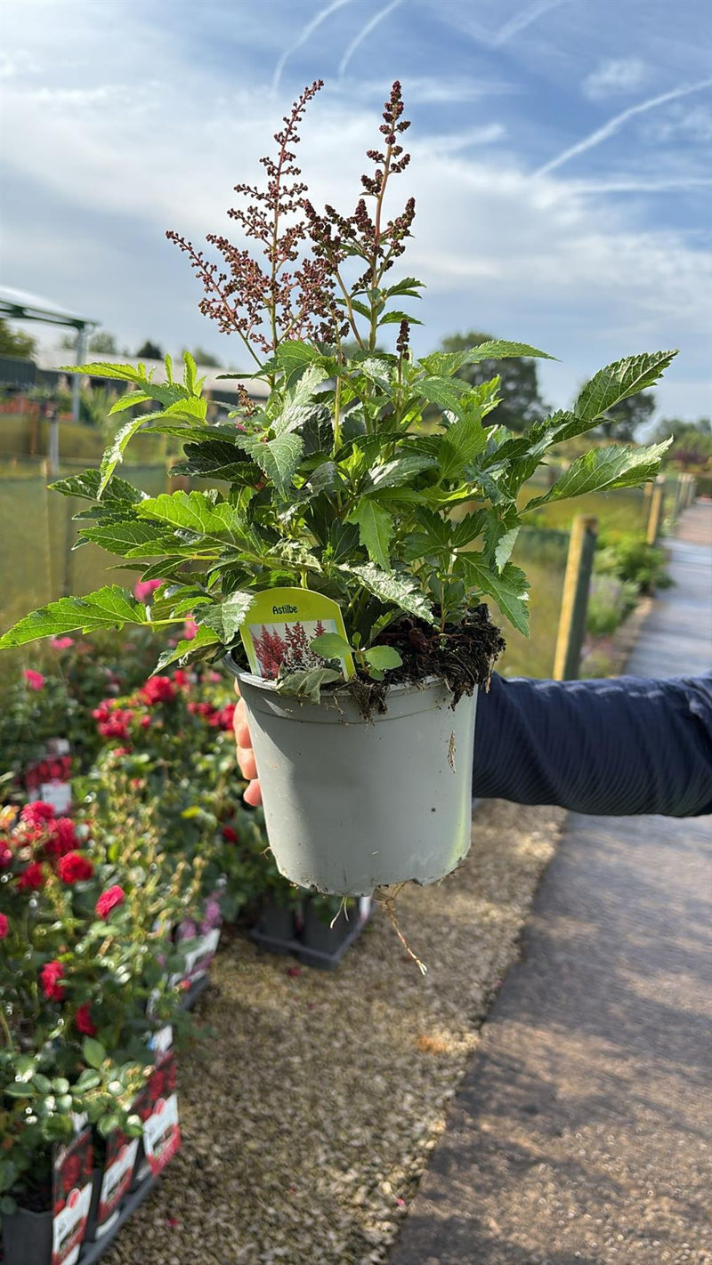 Astilbe Visions In Pink 1.5 Litre Pot