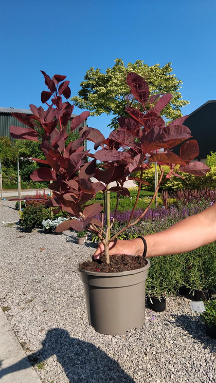 Cotinus Grace 2 Litre Pot