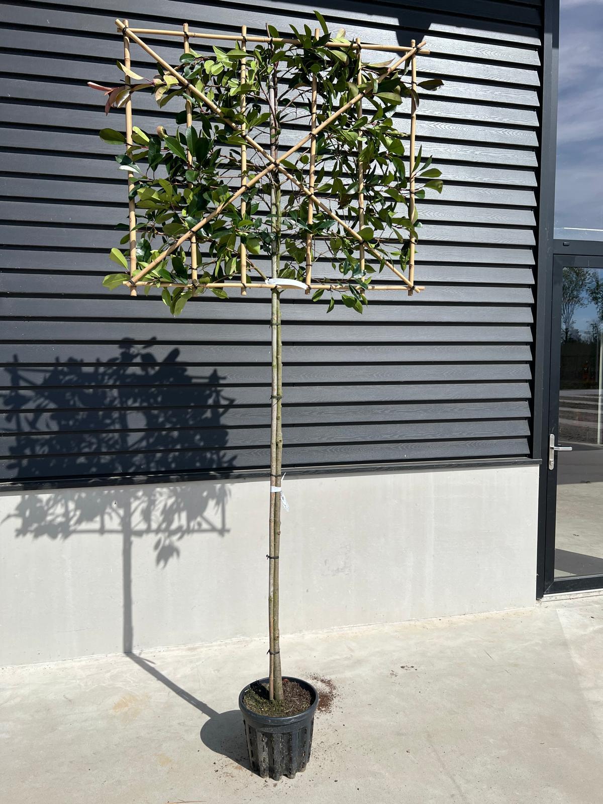 Photinia Red Robin Pleached Standard 8/10 cm G, 180cm St 100cm H x120cm W