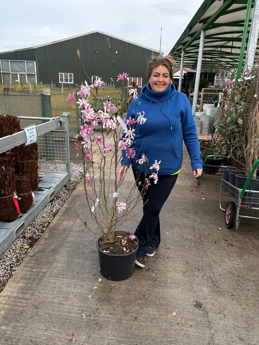 Magnolia loeb. Leonard Messel 20 Litre Pot 125/150cm