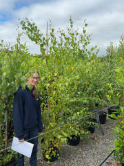 Betula Pendula Verrucosa 30 Litre Pot