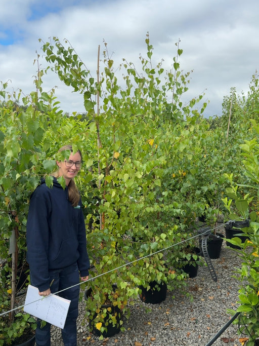 Betula Pendula Verrucosa 30 Litre Pot