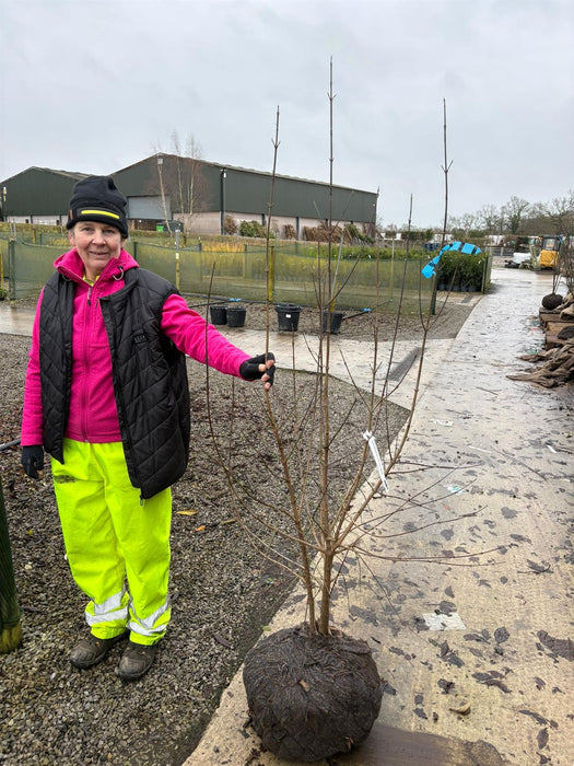 Cornus Mas Multi Stem 150/175cm Rootballed