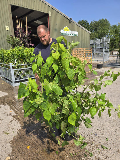 Hydrangea arborescens Strong Annabelle 20 Litre Pot 60-80cm
