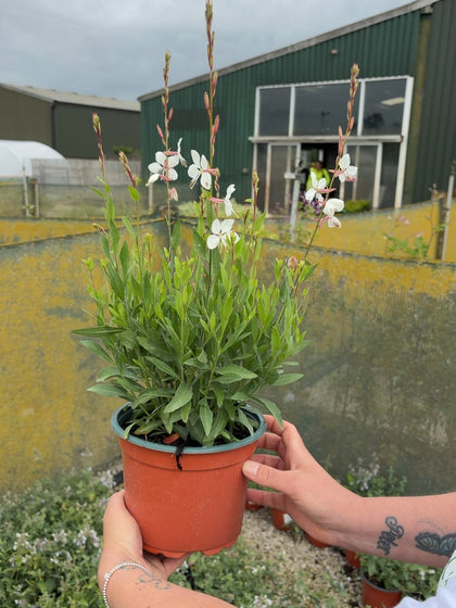 Gaura Whirling Butterflies 2 Litre Pot