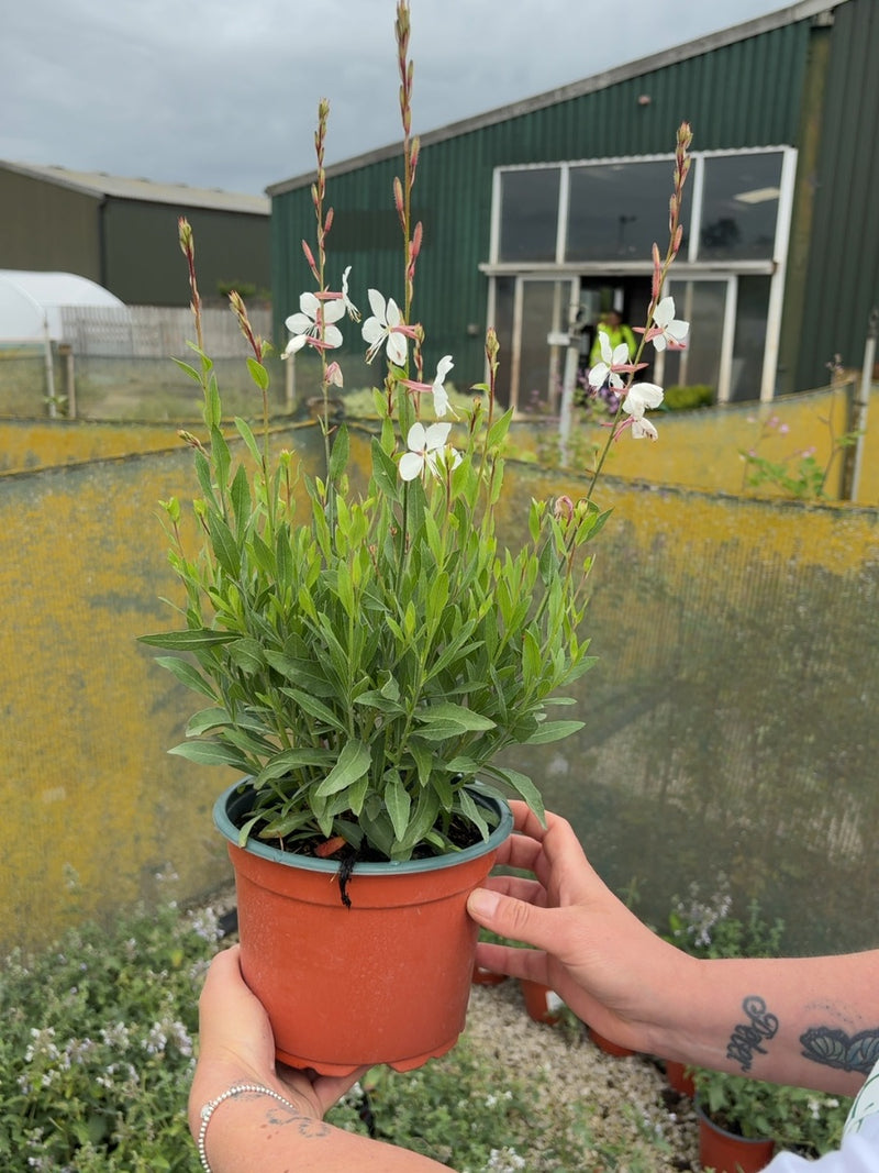 Gaura Whirling Butterflies 2 Litre Pot