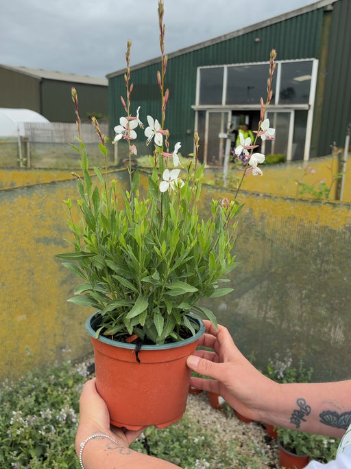 Gaura Whirling Butterflies 2 Litre Pot