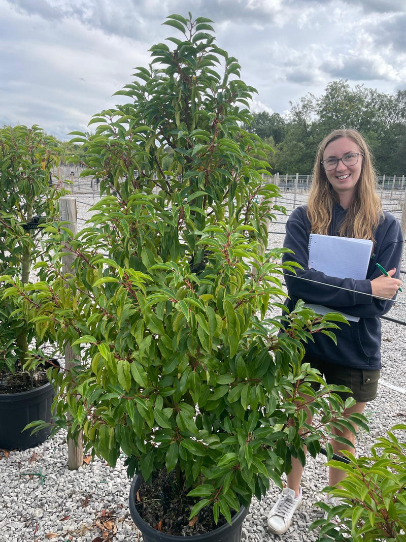 Seconds Portuguese Laurel Myrtifolia 45 Litre Pot 140/150cm  Super Wide