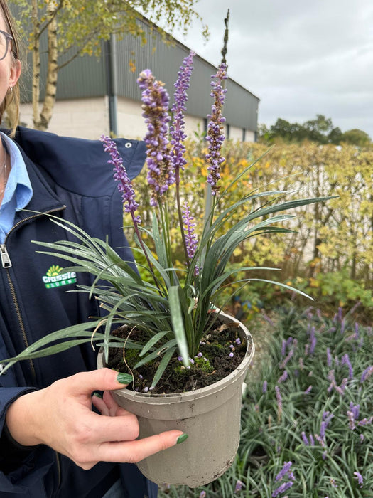 Liriope Muscari Moneymaker 2 Litre Pot