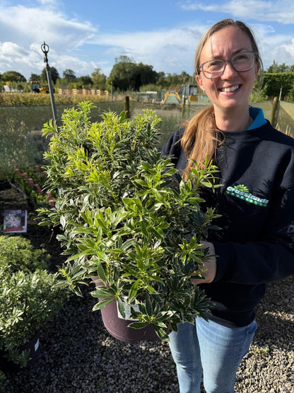 Pieris Japonica Variegata 7.5 Litre Pot