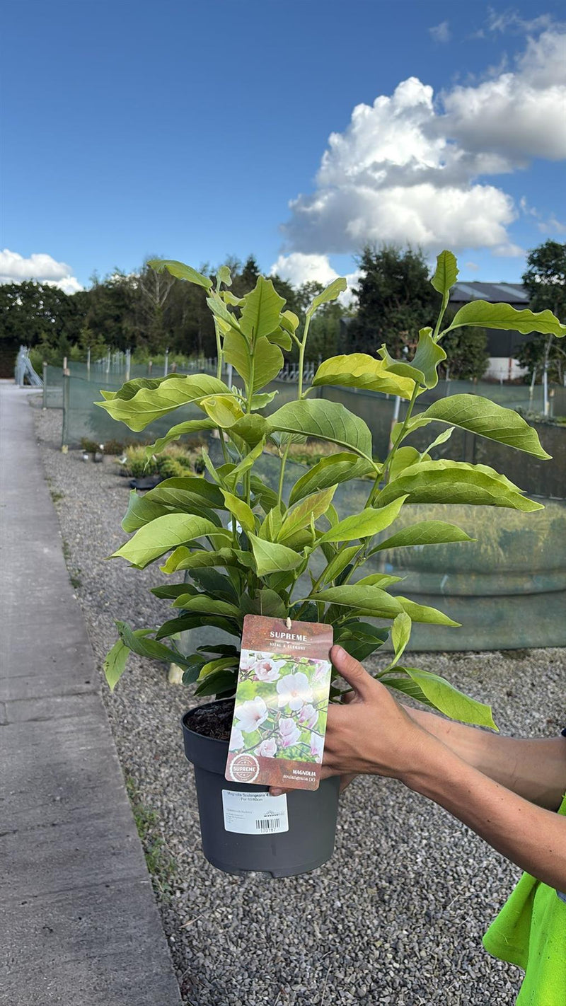 Magnolia Soulangeana 4 Litre Pot 60/80cm
