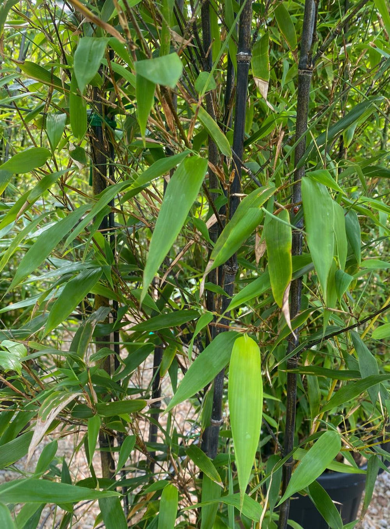 Phyllostachys Nigra Black Bamboo  70 Litre Pot 3 Metres
