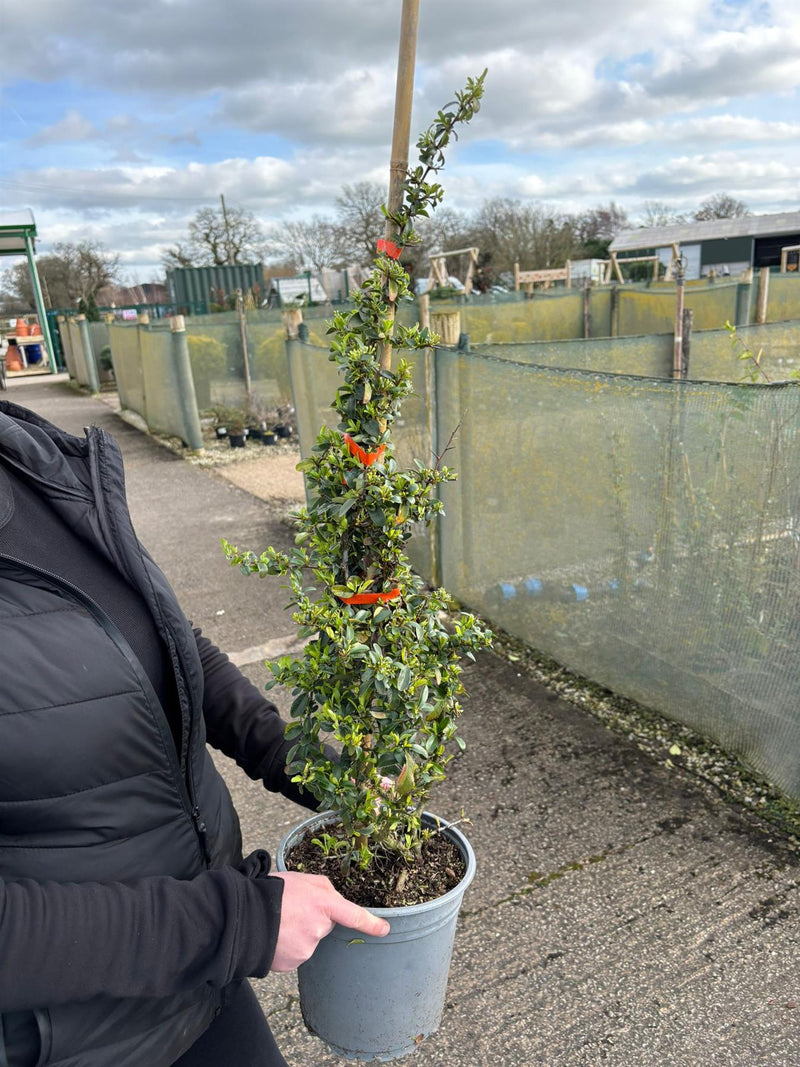 Pyracantha Orange Sapphire 4.5 Litre Pot 60/80cm