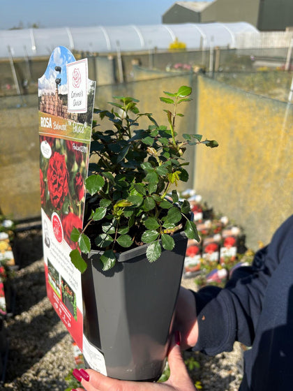 Rose Balmoral Palace 3 Litre Pot