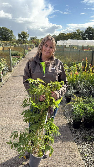Wisteria Floribunda Rosea 4 Litre Pot