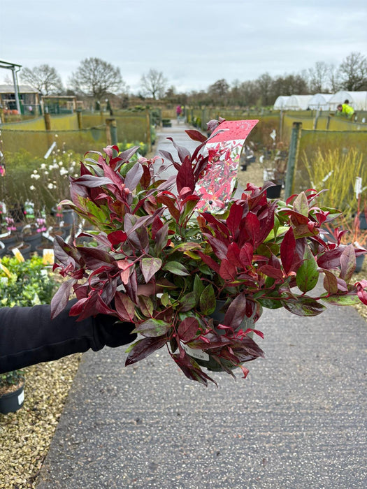 Leucothoe Scarletta 2 Litre Pot