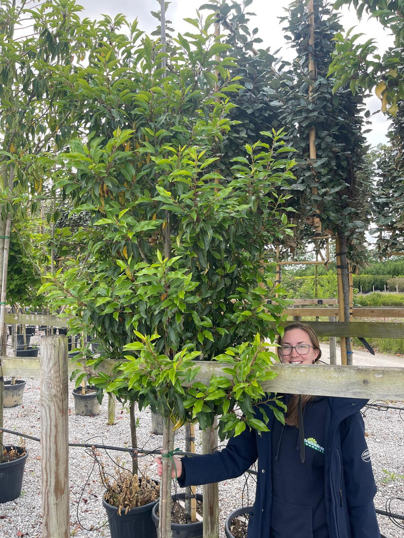 Prunus Lusitanica Myrtifolia 120cm Stem Standard Tree LAST 2