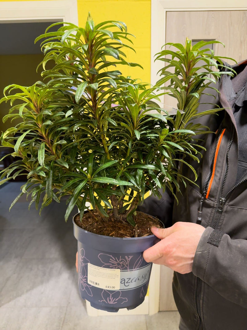 Easydendron (Rhodendron) Grazeasy Purple 5 Litre Pot
