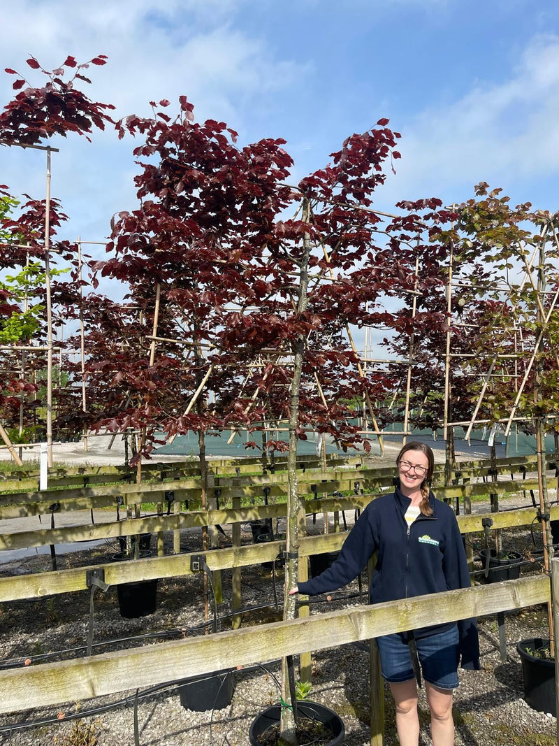 Copper Beech Fagus Sy. Atropunicea Pleached 150 Trunk 120 H x 150 W Frame
