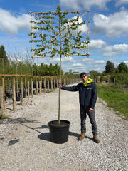 Carpinus B. Pleached 12/14cm G, 180cm Stem, 150cm wide x 120cm tall Ready June