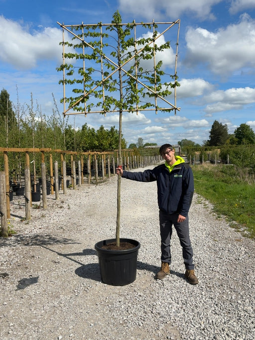 Carpinus B. Pleached 12/14cm G, 180cm Stem, 150cm wide x 120cm tall Ready June