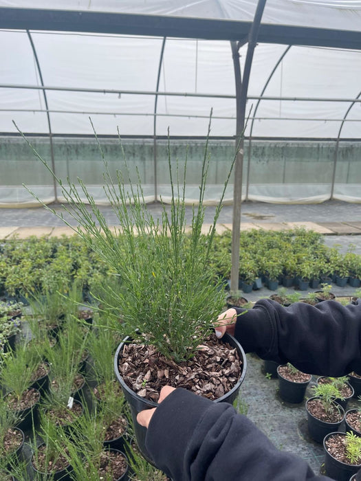 Cytisus Moyclare Pink 4.5 Litre Pot