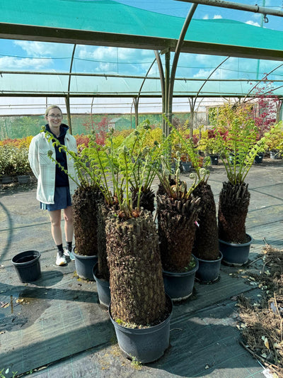 Half-Hardy Plants