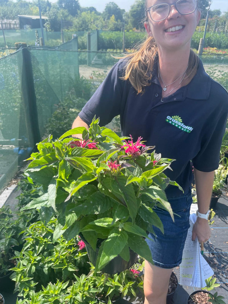 Monarda Balmy Purple 3 Litre Pot