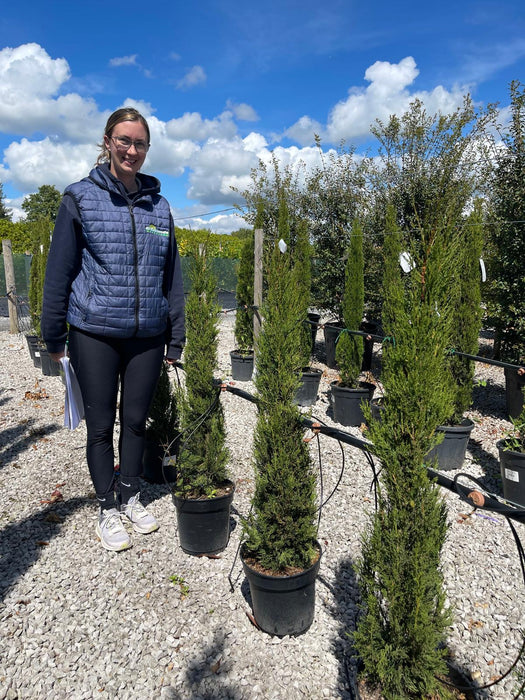 Cupressus sempervirens 9 Litre Pot 100/120cm