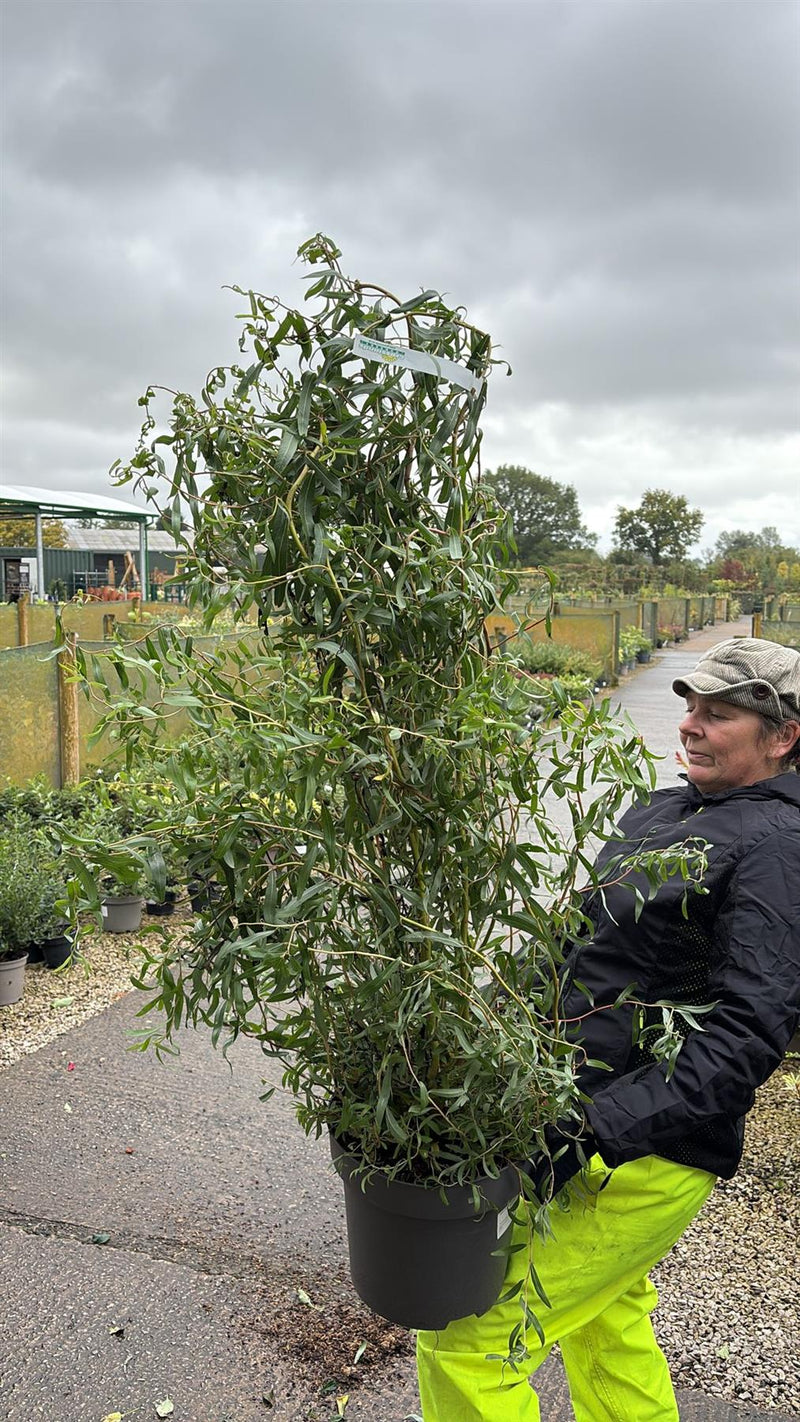 Salix Erythroflexuosa 12 Litre Pot