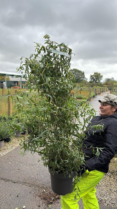 Salix Erythroflexuosa 12 Litre Pot 100/125cm