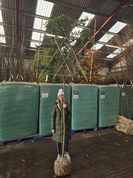 Prunus Lusitanica Brenelia Pleached 180cm St 120x120 8/10cm Rootballed