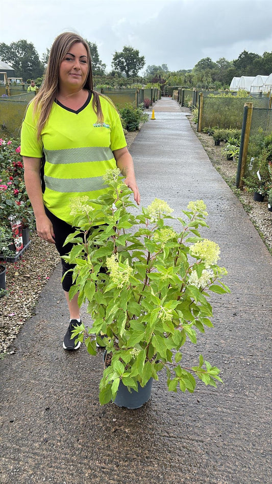 Hydrangea Paniculata Phantom 10 Litre Pot