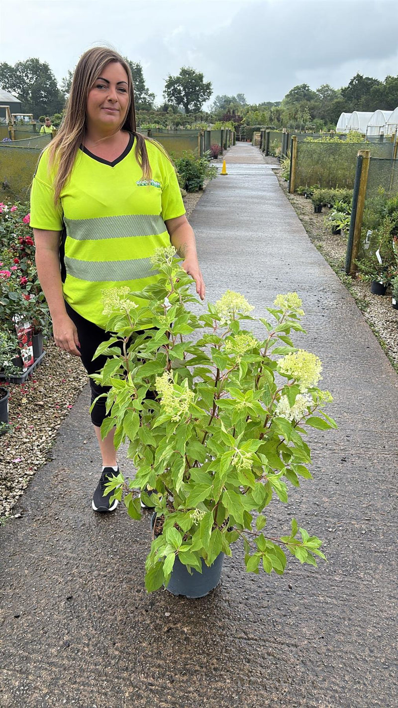 Hydrangea Paniculata Phantom 10 Litre Pot