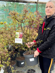 Acer Palmatum Osakazuki 10 Litre Pot