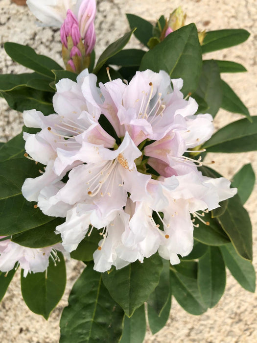 Rhododendron Hybrid Cunninghams White 2 Litre Pot