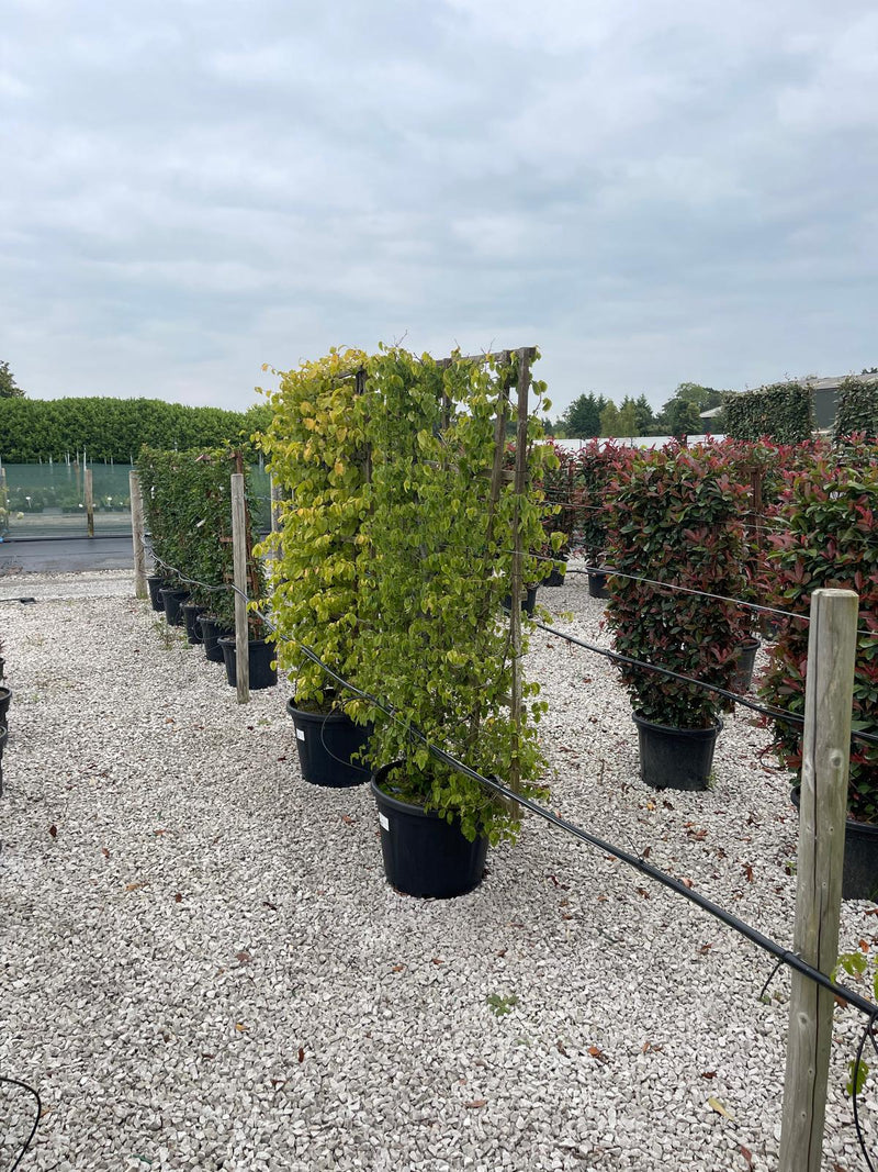 Carpinus Betulus Pleached Frame 160cm x 110cm