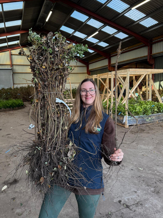 Rosa Rugosa Hedging Bare Root 40-60 cm Delivery from November