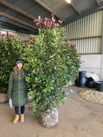 Photinia Red Robin 250cm Specimen Sized
