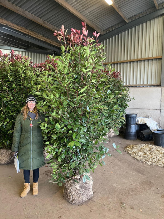 Photinia Red Robin 225/250cm Specimen Sized Root Ball