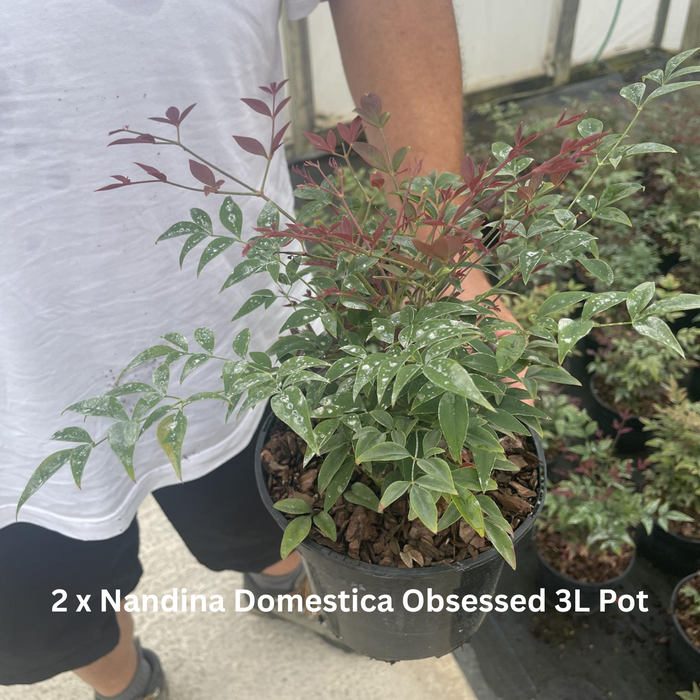 12 x Winter Colour Border Pack