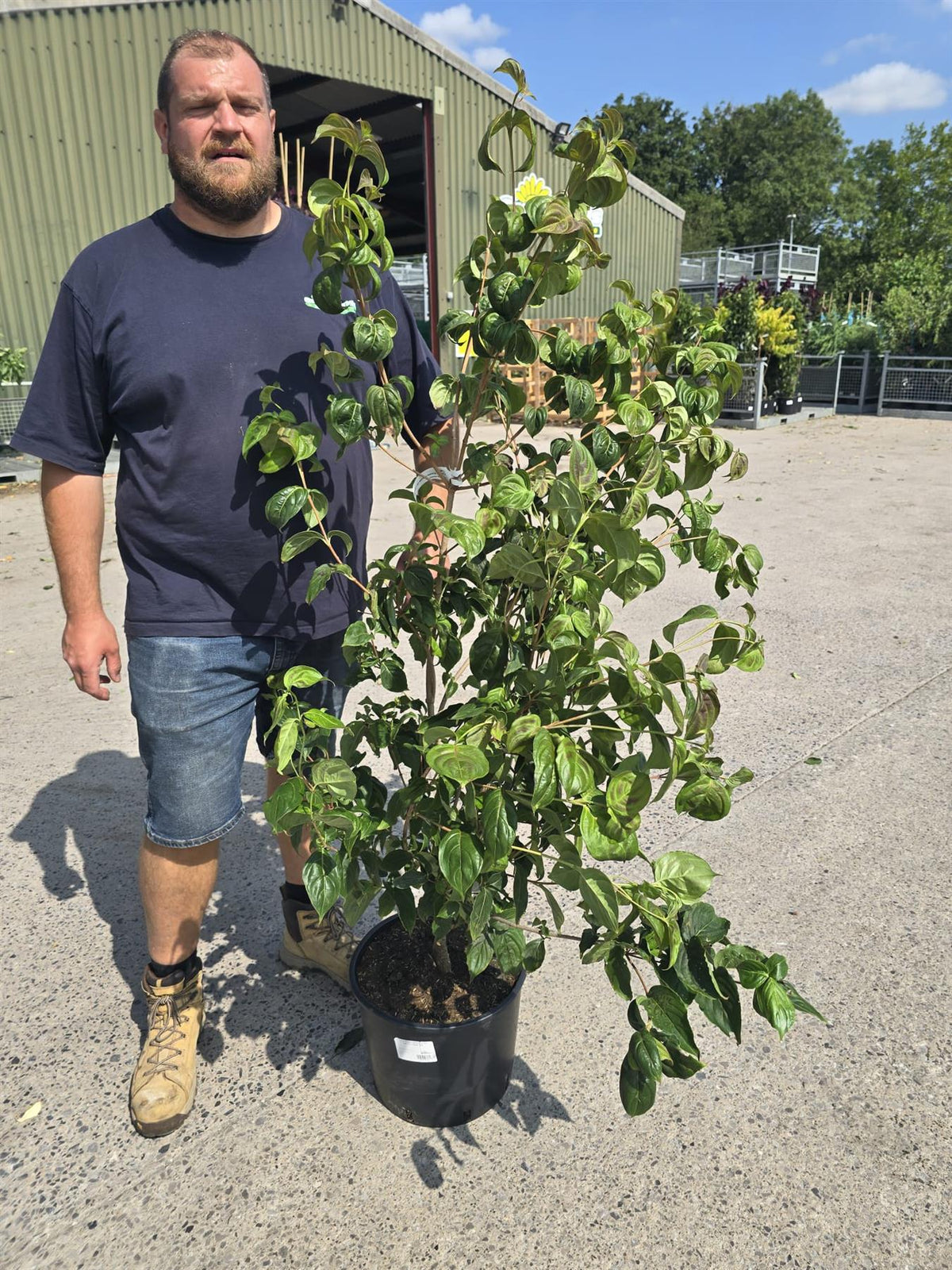 Cornus Kousa Satomi 20 Litre Pot 125-150cm Tall