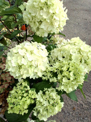 Hydrangea Paniculata Little Lime Punch 20 Litre Pot 60-80cm