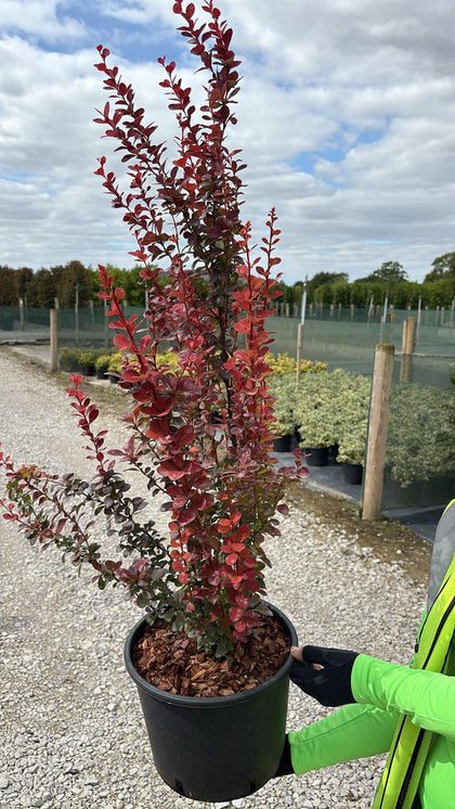 Berberis thunbergii Orange Rocket 7.5 Litre Pot